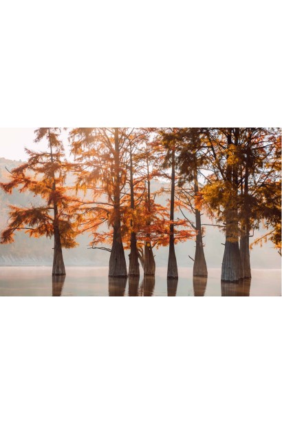 Кипарис болотний